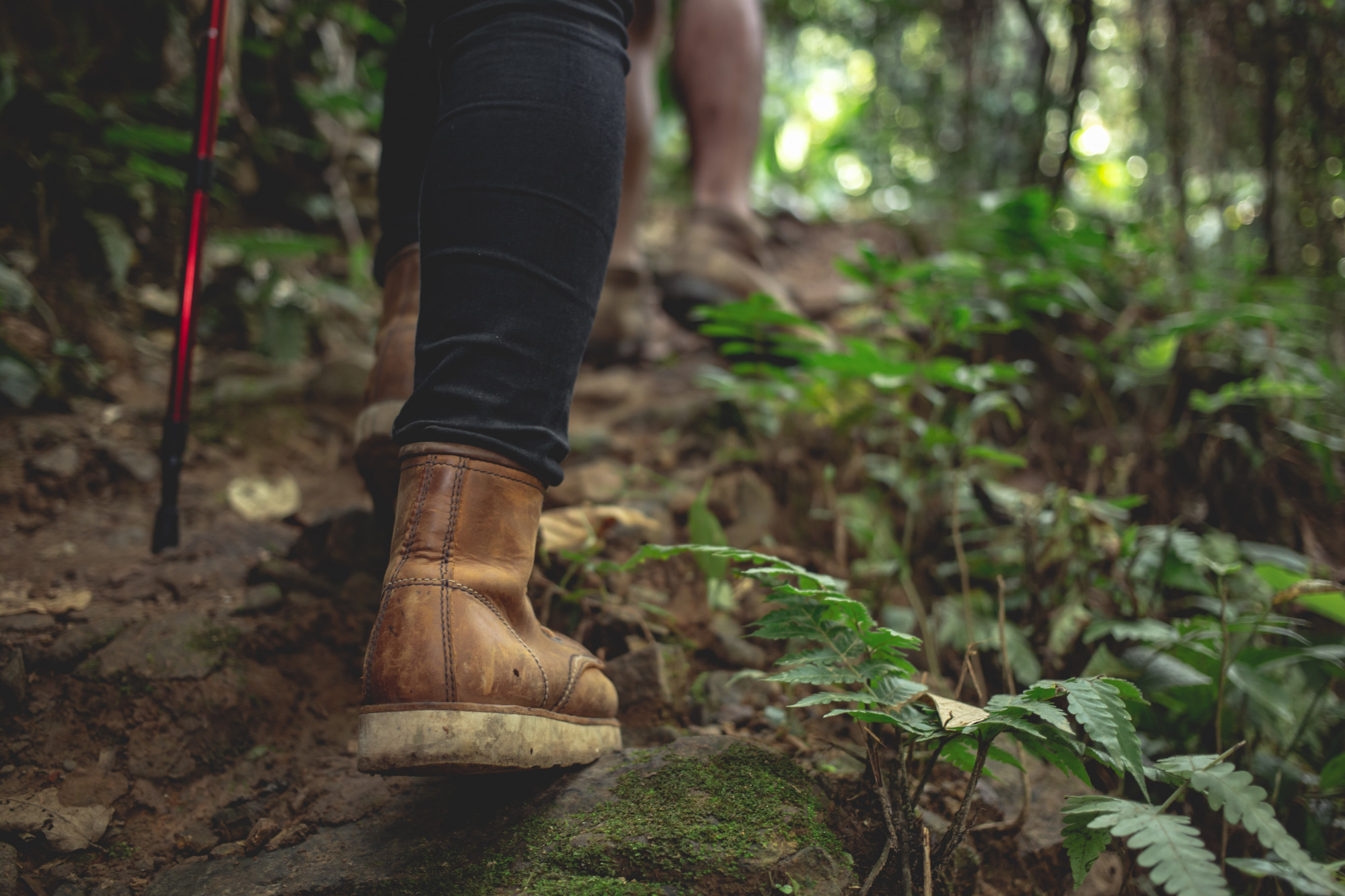 Bush Walking and Great North Walk